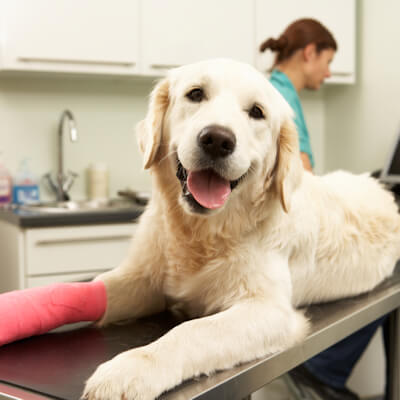 Pet Insurance For Your Dog